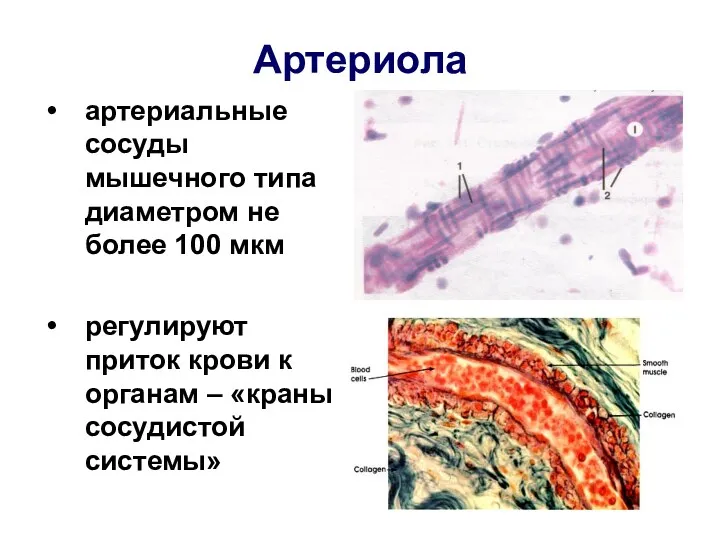 Артериола артериальные сосуды мышечного типа диаметром не более 100 мкм регулируют приток крови