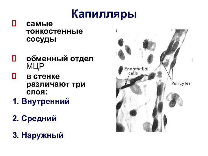 Капилляры самые тонкостенные сосуды обменный отдел МЦР в стенке различают