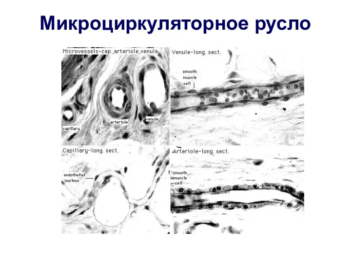 Микроциркуляторное русло