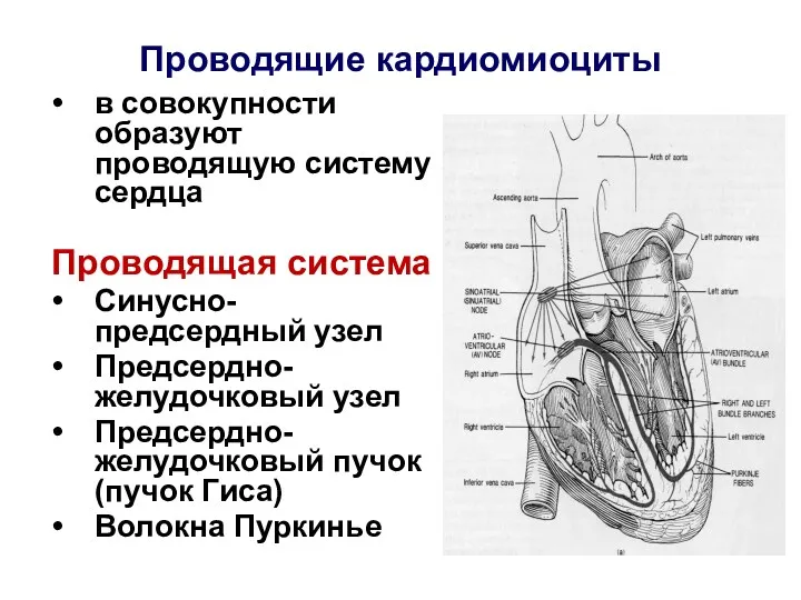 Проводящие кардиомиоциты в совокупности образуют проводящую систему сердца Проводящая система Синусно-предсердный узел Предсердно-желудочковый