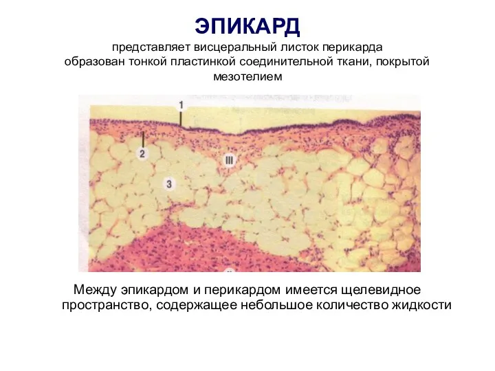 ЭПИКАРД представляет висцеральный листок перикарда образован тонкой пластинкой соединительной ткани,
