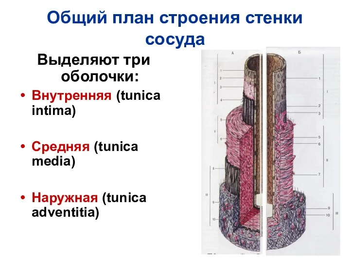 Общий план строения стенки сосуда Выделяют три оболочки: Внутренняя (tunica intima) Средняя (tunica