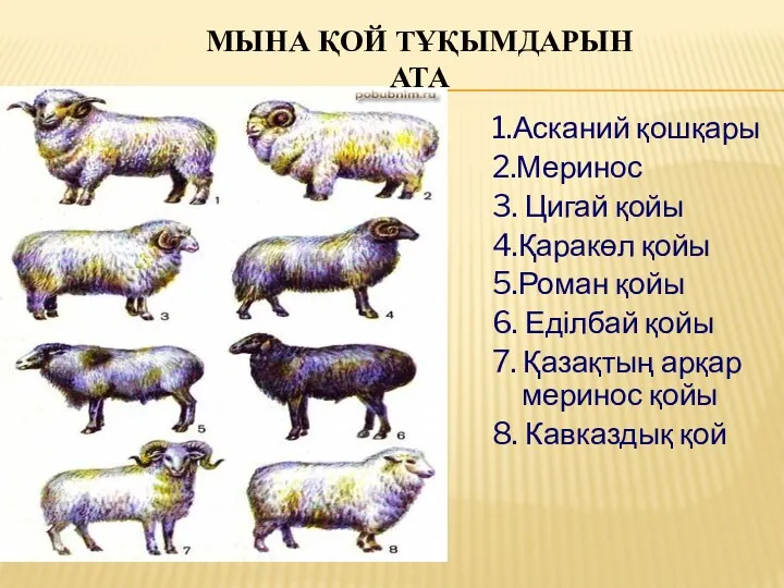 1.Асканий қошқары 2.Меринос 3. Цигай қойы 4.Қаракөл қойы 5.Роман қойы