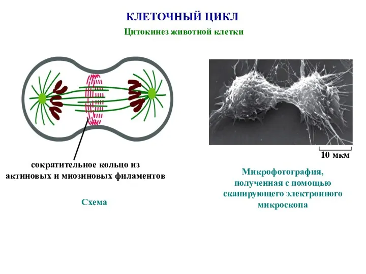 КЛЕТОЧНЫЙ ЦИКЛ Цитокинез животной клетки Схема сократительное кольцо из актиновых