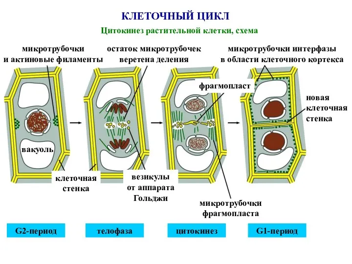 КЛЕТОЧНЫЙ ЦИКЛ Цитокинез растительной клетки, схема микротрубочки и актиновые филаменты