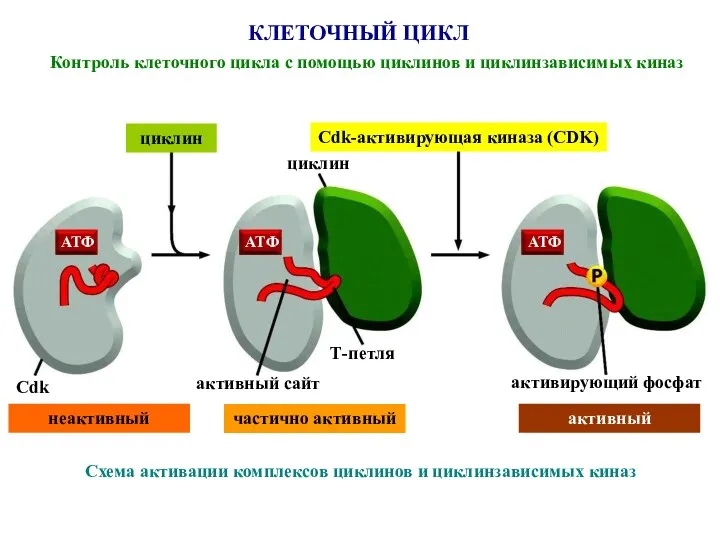 КЛЕТОЧНЫЙ ЦИКЛ Контроль клеточного цикла с помощью циклинов и циклинзависимых