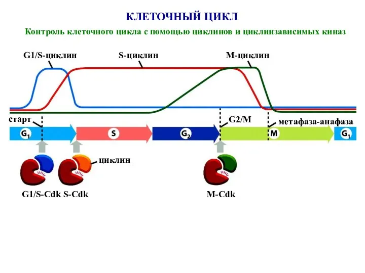 КЛЕТОЧНЫЙ ЦИКЛ Контроль клеточного цикла с помощью циклинов и циклинзависимых