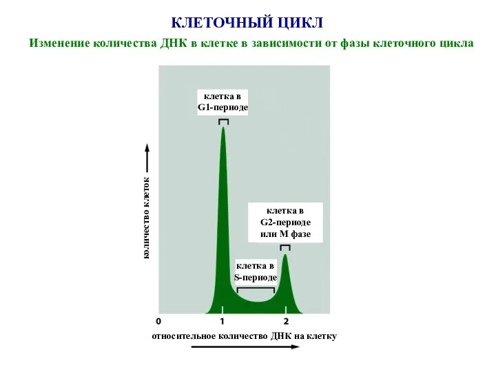 КЛЕТОЧНЫЙ ЦИКЛ Изменение количества ДНК в клетке в зависимости от