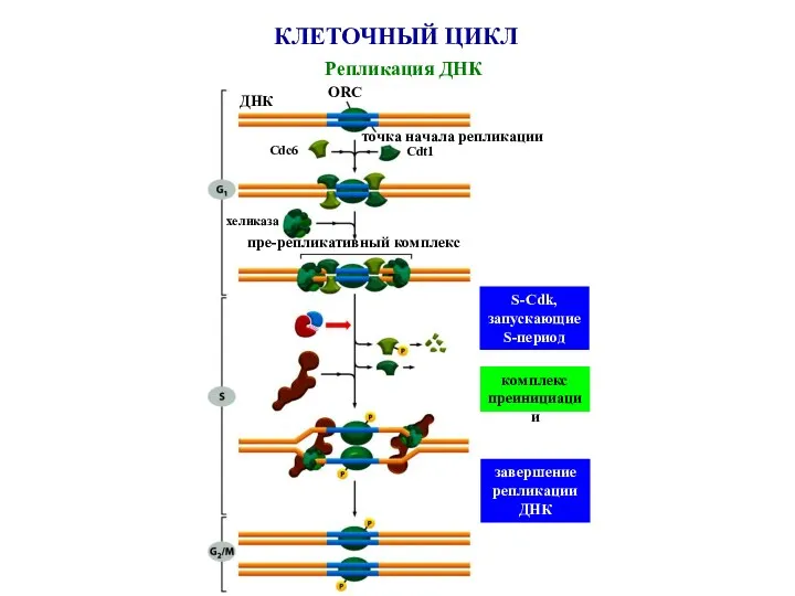 КЛЕТОЧНЫЙ ЦИКЛ Репликация ДНК точка начала репликации ORC ДНК Cdc6