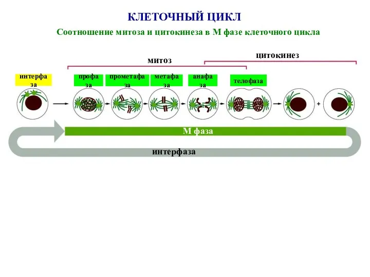 КЛЕТОЧНЫЙ ЦИКЛ Соотношение митоза и цитокинеза в М фазе клеточного