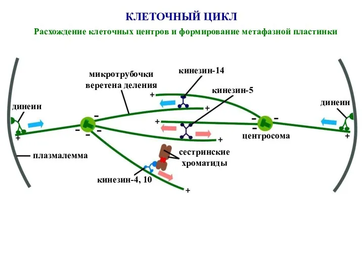 КЛЕТОЧНЫЙ ЦИКЛ Расхождение клеточных центров и формирование метафазной пластинки динеин