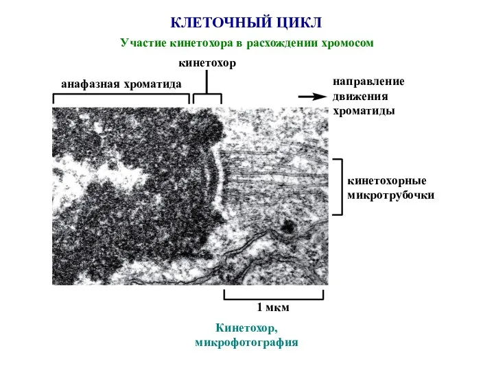 КЛЕТОЧНЫЙ ЦИКЛ Участие кинетохора в расхождении хромосом Кинетохор, микрофотография кинетохор