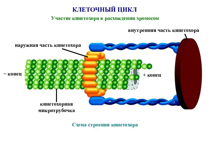 КЛЕТОЧНЫЙ ЦИКЛ Участие кинетохора в расхождении хромосом внутренняя часть кинетохора