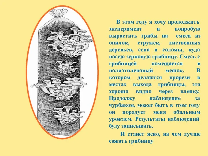 В этом году я хочу продолжить эксперимент и попробую вырастить грибы на смеси