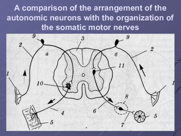 A comparison of the arrangement of the autonomic neurons with