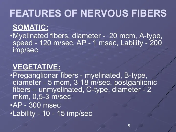 FEATURES OF NERVOUS FIBERS SOMATIC: Myelinated fibers, diameter - 20 mcm, А-type, speed