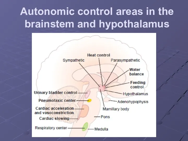 Autonomic control areas in the brainstem and hypothalamus