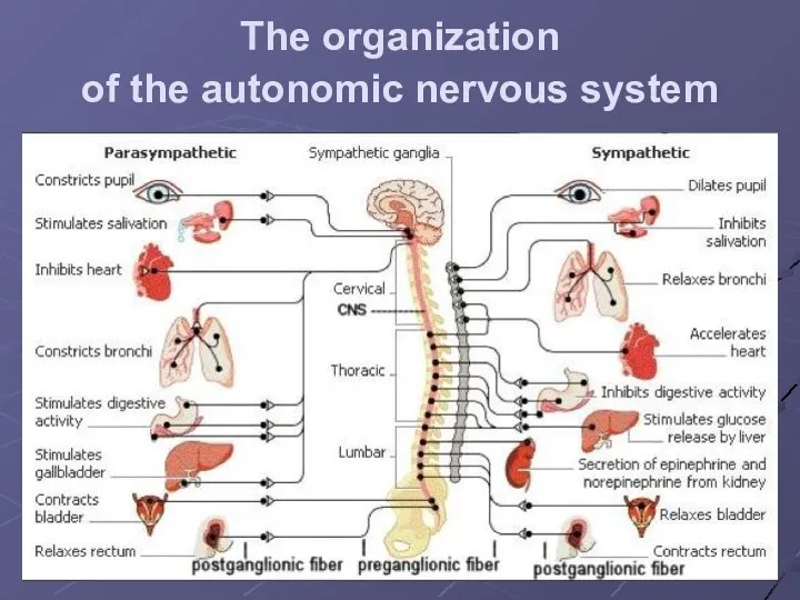 The organization of the autonomic nervous system