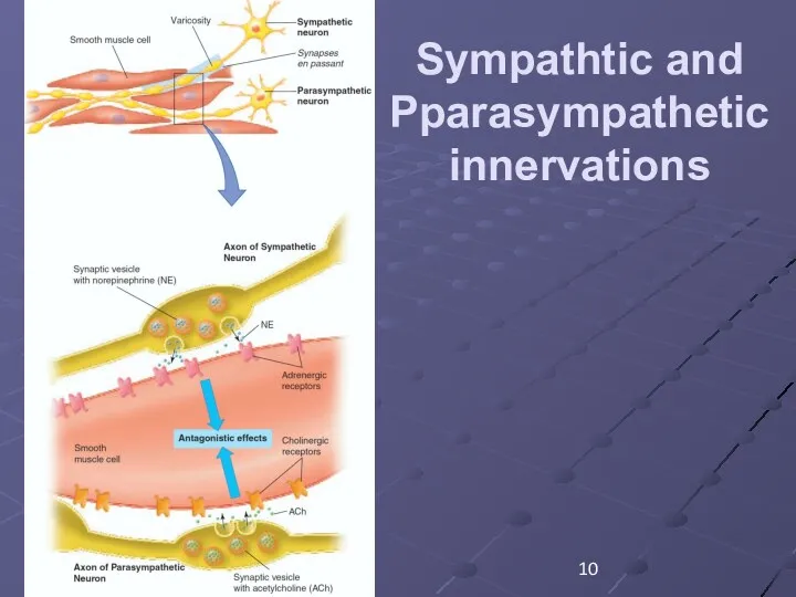 Sympathtic and Pparasympathetic innervations