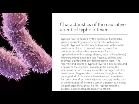 Characteristics of the causative agent of typhoid fever Typhoid fever