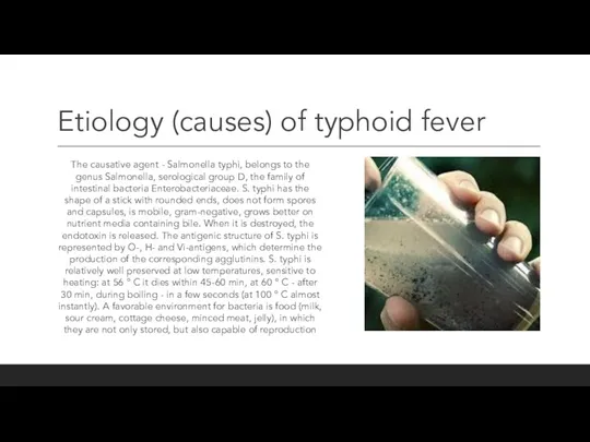 Etiology (causes) of typhoid fever The causative agent - Salmonella