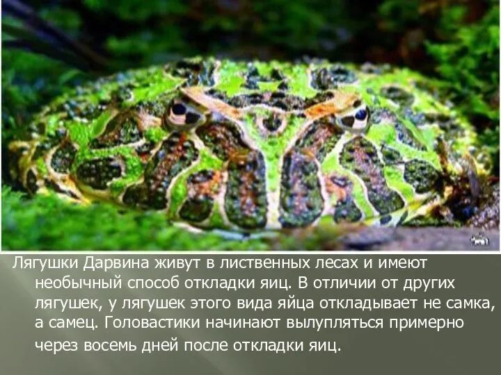 Лягушки Дарвина живут в лиственных лесах и имеют необычный способ