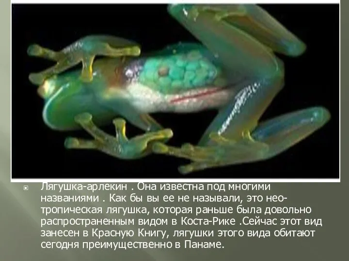 Лягушка-арлекин . Она известна под многими названиями . Как бы