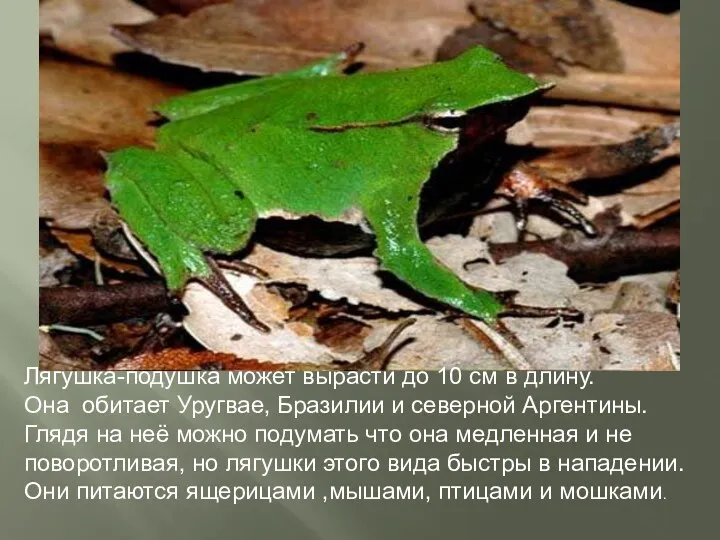 Лягушка-подушка может вырасти до 10 см в длину. Она обитает