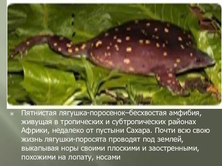 Пятнистая лягушка-поросенок–бесхвостая амфибия, живущая в тропических и субтропических районах Африки,