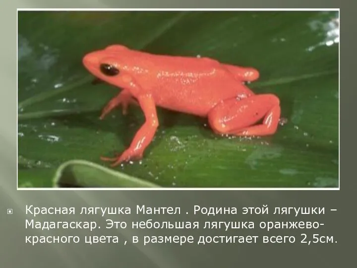 Красная лягушка Мантел . Родина этой лягушки –Мадагаскар. Это небольшая