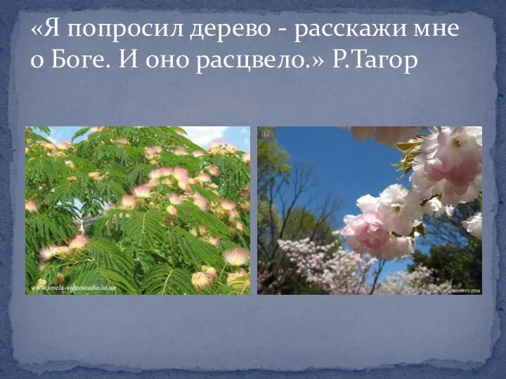 «Я попросил дерево - расскажи мне о Боге. И оно расцвело.» Р.Тагор