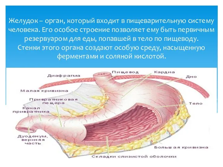 Желудок – орган, который входит в пищеварительную систему человека. Его