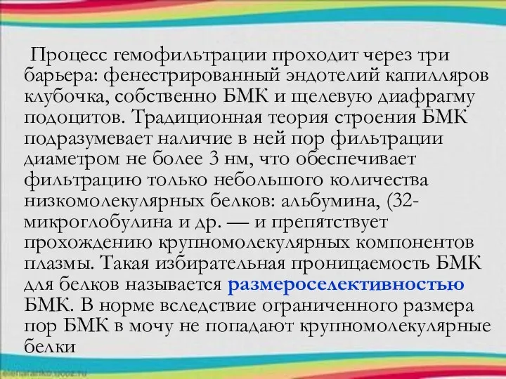 Процесс гемофильтрации проходит через три барьера: фенестрированный эндотелий капилляров клубочка,