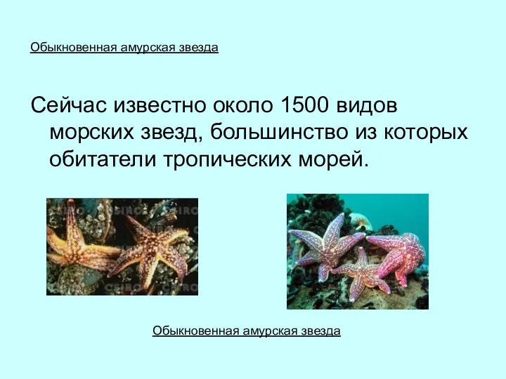 Обыкновенная амурская звезда Сейчас известно около 1500 видов морских звезд, большинство из которых