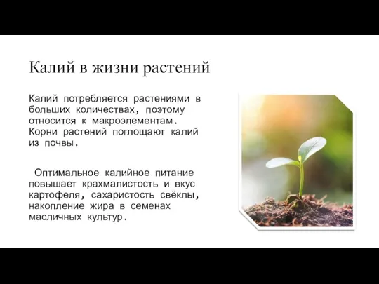 Калий в жизни растений Калий потребляется растениями в больших количествах,