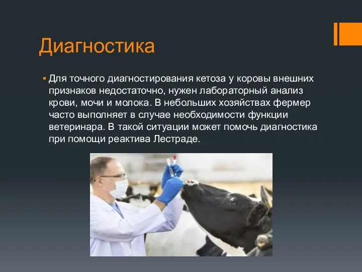 Диагностика Для точного диагностирования кетоза у коровы внешних признаков недостаточно,