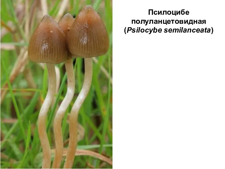 Псилоцибе полуланцетовидная (Psilocybe semilanceata)