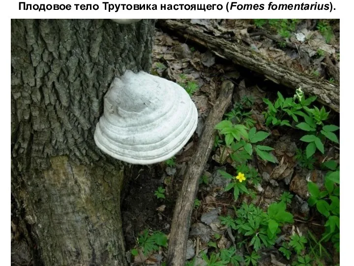 Плодовое тело Трутовика настоящего (Fomes fomentarius).