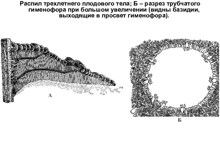 Распил трехлетнего плодового тела; Б – разрез трубчатого гименофора при