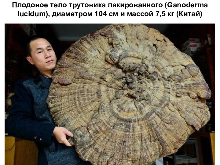 Плодовое тело трутовика лакированного (Ganoderma lucidum), диаметром 104 см и массой 7,5 кг (Китай)