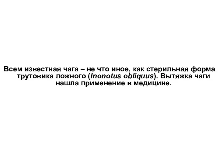 Всем известная чага – не что иное, как стерильная форма