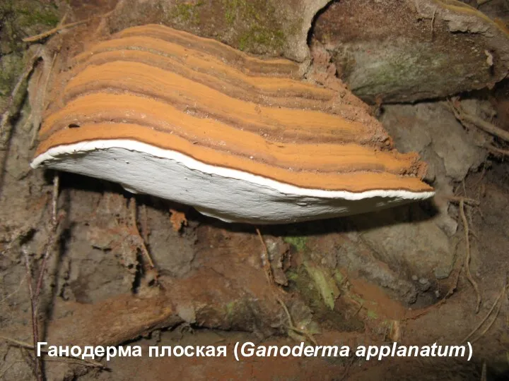 Ганодерма плоская (Ganoderma applanatum)