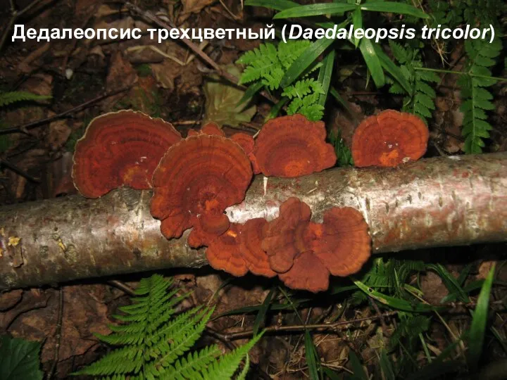 Дедалеопсис трехцветный (Daedaleopsis tricolor)