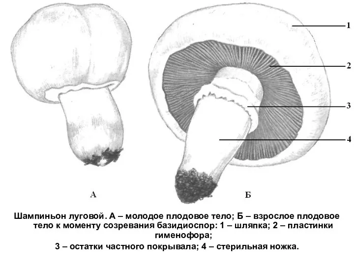 Шампиньон луговой. А – молодое плодовое тело; Б – взрослое