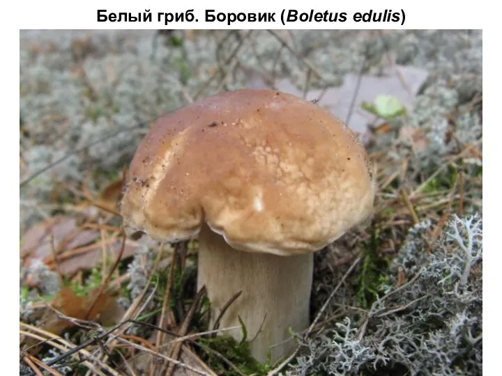 Белый гриб. Боровик (Boletus edulis)