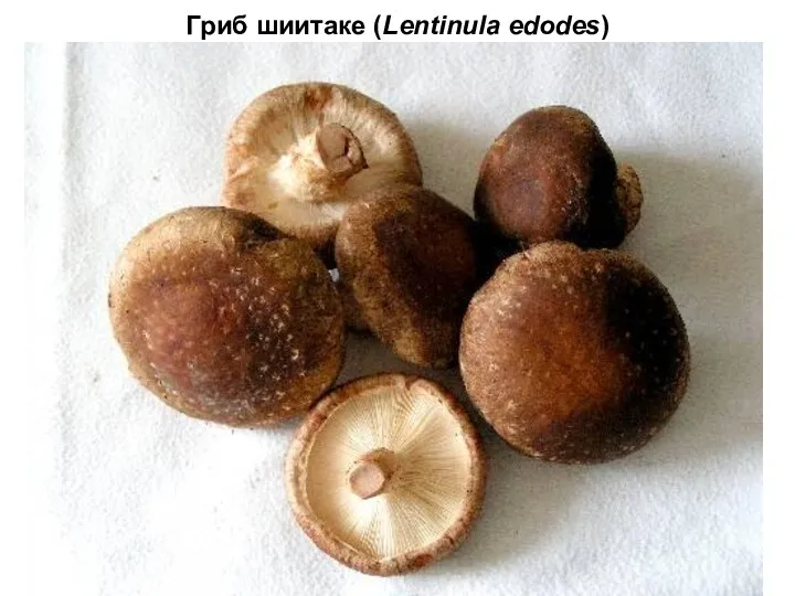 Гриб шиитаке (Lentinula edodes)