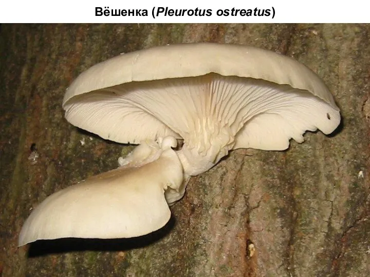 Вёшенка (Pleurotus ostreatus)