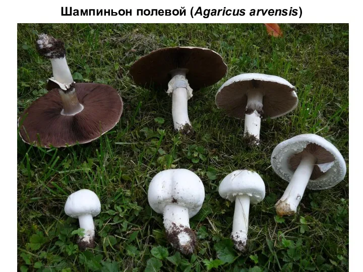 Шампиньон полевой (Agaricus arvensis)