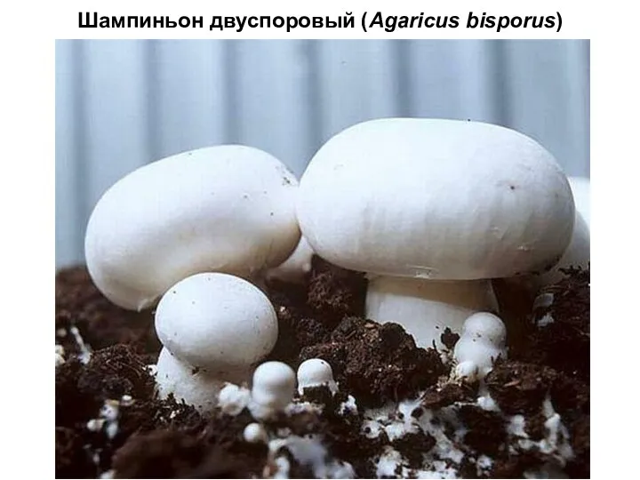 Шампиньон двуспоровый (Agaricus bisporus)