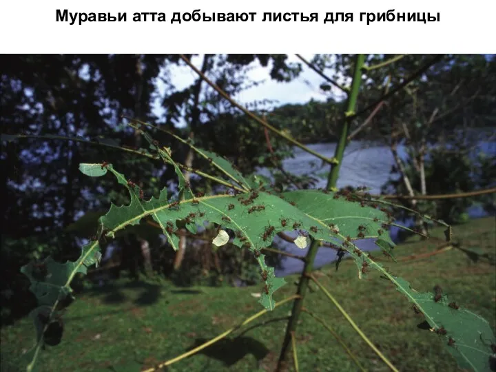 Муравьи атта добывают листья для грибницы